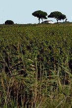  Provence (11) 