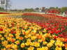 Landesgartenschau Schleswig 26