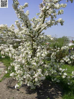 Landesgartenschau Schleswig 48