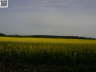 Schleswig 2008 34