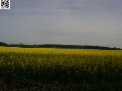 Schleswig 2008 34