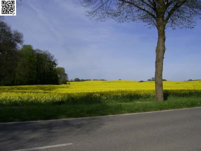 Schleswig 2008 44