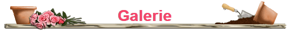 Galerie